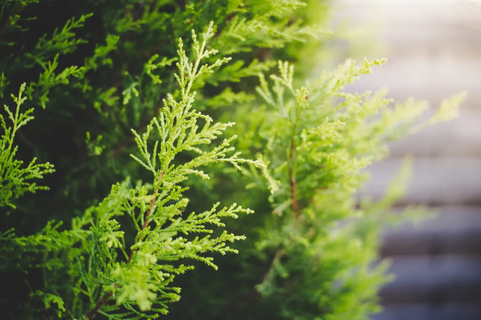 Framework review: Cypress