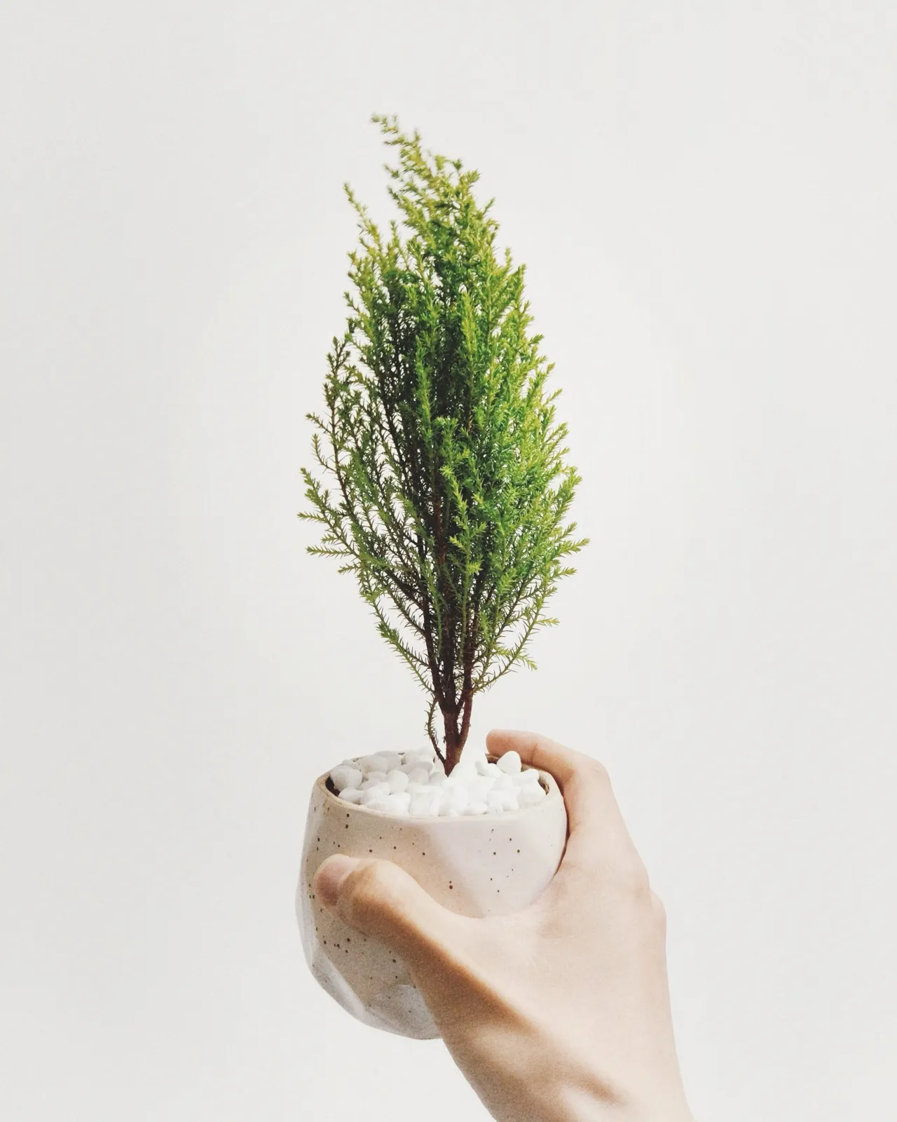 Cypress Sapling (automation template)